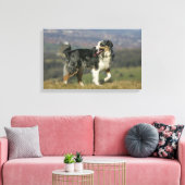 Rand Collie Panting 2 Canvas Afdruk (Insitu (Woonkamer))