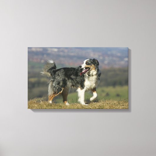 Rand Collie Panting 2 Canvas Afdruk (Voorkant)