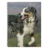 Rand Collie Panting 2 Notitieboek (Voorkant)