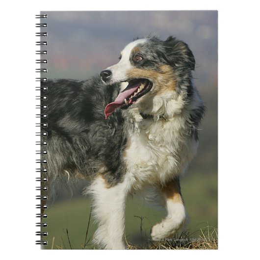 Rand Collie Panting 2 Notitieboek (Voorkant)