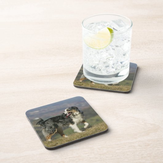 Rand Collie Panting 2 Onderzetter (Rechterzijde)