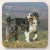 Rand Collie Panting 2 Onderzetter (Voorkant)