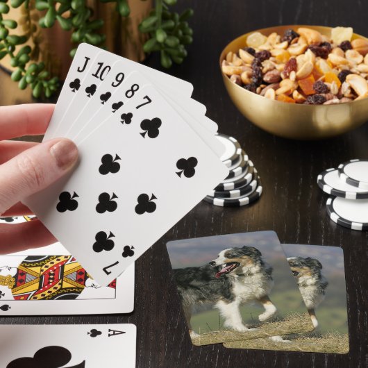 Rand Collie Panting 2 Pokerkaarten (Insitu)