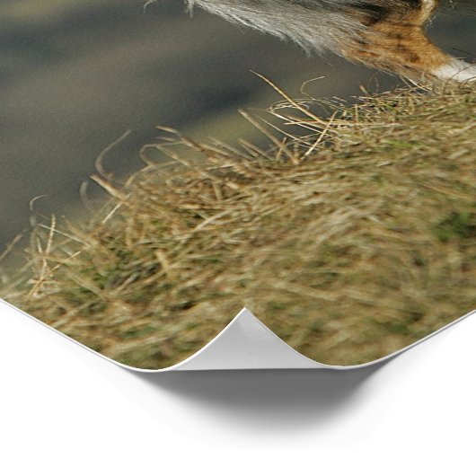 Rand Collie Panting 2 Poster (Hoek)