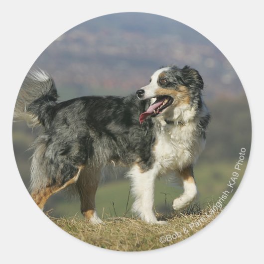 Rand Collie Panting 2 Ronde Sticker (Voorkant)