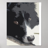 Rand collie portret poster (Voorkant)