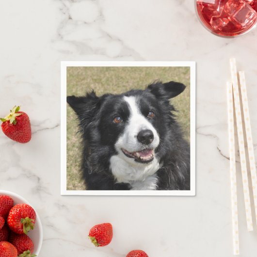 Rand collie servet (Insitu)