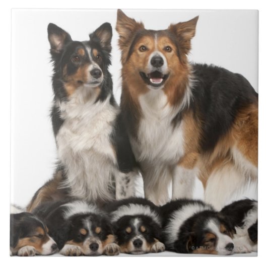 Rand collie tegeltje (Voorkant)