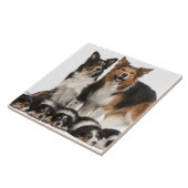 Rand collie tegeltje (Zijkant)