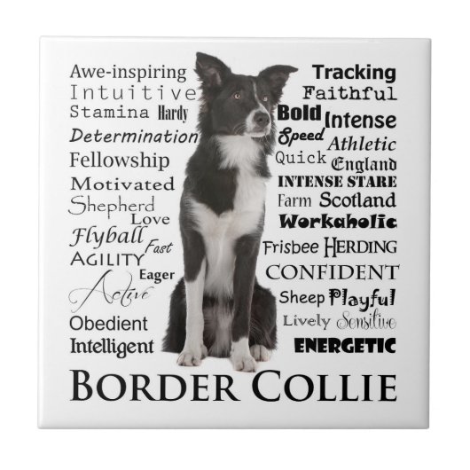 Rand Collie Traits Tile Tegeltje (Voorkant)