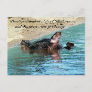 Random Act of Kindess Briefkaart - Soft Shell Turt