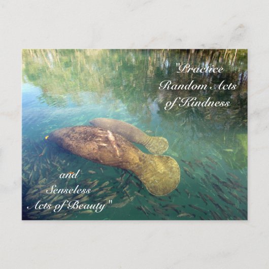 Random Acts of Kindness Briefkaart- Manatee Briefkaart (Voorkant)