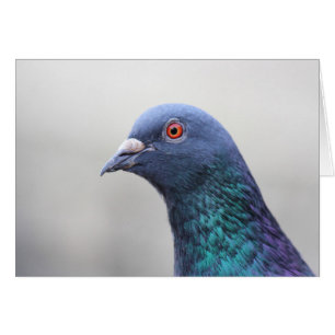 Random Pigeon