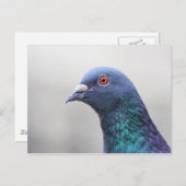 Random Pigeon Briefkaart (Voorkant / Achterkant)