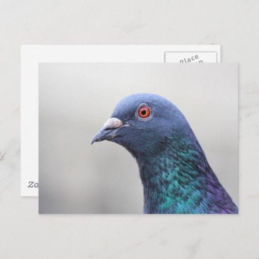 Random Pigeon Briefkaart (Voorkant / Achterkant)