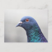 Random Pigeon Briefkaart (Voorkant)