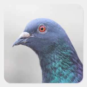 Random Pigeon Vierkante Sticker