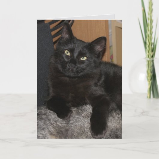 Ranger Cat Blank Wenskaart Kaart (Voorkant)