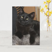 Ranger Cat Blank Wenskaart Kaart (Gele Bloem)