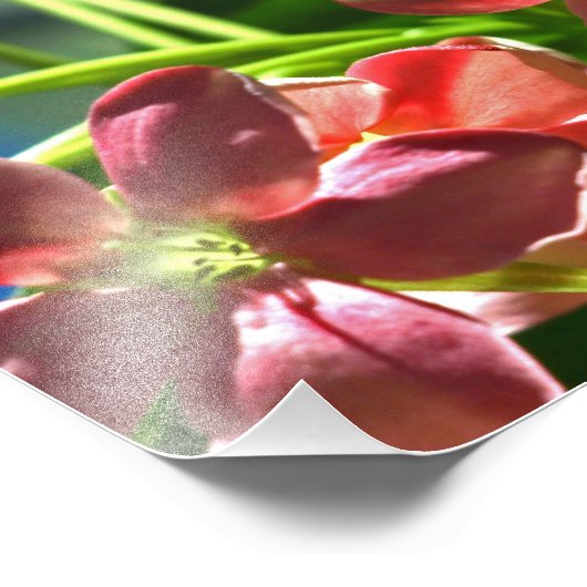 Rangoon Creeper-bloesems Foto Afdruk (Hoek)