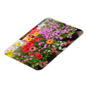 Rannunculus Lente Bollen Bloemen Bloemen Magneet (Linkerzijde)