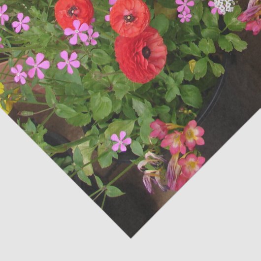 Rannunculus Lente Bollen Verjaardag Roze Tuin Tissuepapier (Detail)