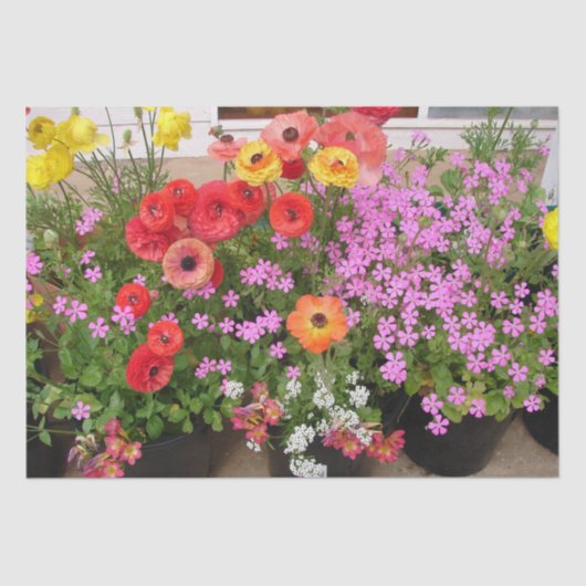 Rannunculus Lente Bollen Verjaardag Roze Tuin Tissuepapier (Voorkant)