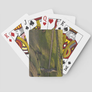 Rano Raraku, Rapa Nui, Paaseiland, Chili Pokerkaarten