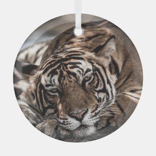 Ranthambore tijger: close-up fijne kunst. glas ornament