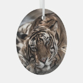 Ranthambore tijger: close-up fijne kunst. glas ornament (Voorkant Rechts)