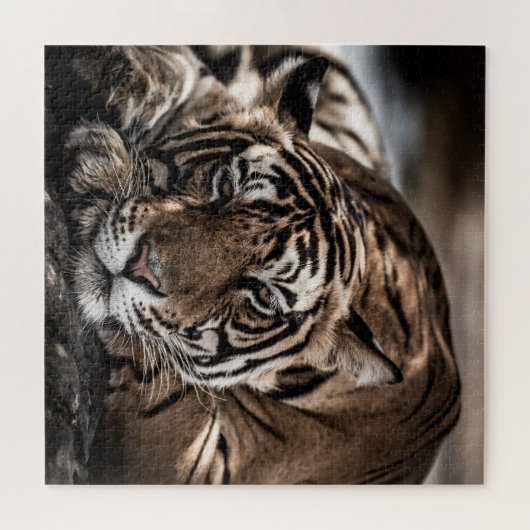 Ranthambore tijger: close-up fijne kunst. legpuzzel (Horizontaal)