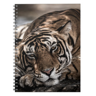 Ranthambore tijger: close-up fijne kunst. notitieboek