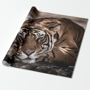 ranthambore Wilde tijger Fine art afbeelding portr Cadeaupapier