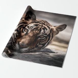 ranthambore Wilde tijger Fine art afbeelding portr Cadeaupapier