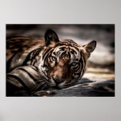 ranthambore Wilde tijger Fine art afbeelding portr Poster (Voorkant)
