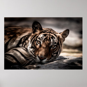 ranthambore Wilde tijger Fine art afbeelding portr Poster