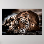 ranthambore Wilde tijger Fine art afbeelding portr Poster (Voorkant)