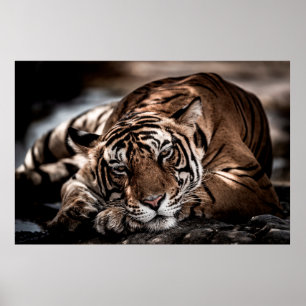 ranthambore Wilde tijger Fine art afbeelding portr Poster