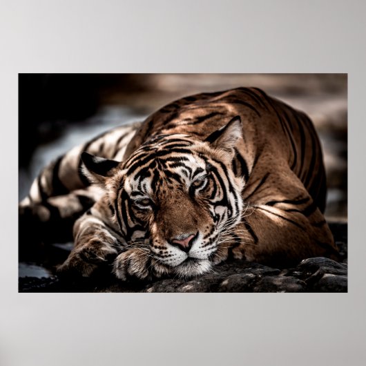ranthambore Wilde tijger Fine art afbeelding portr Poster (Voorkant)