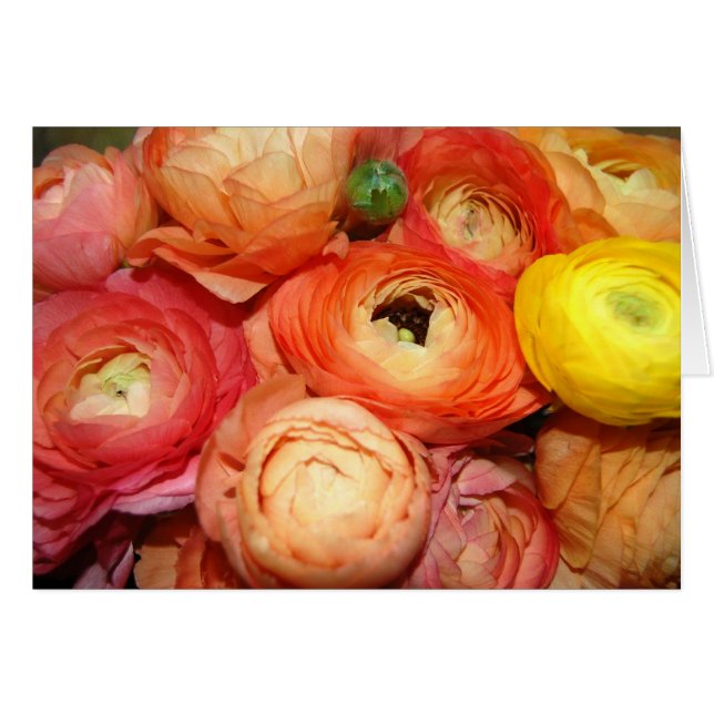 Ranunculus (Voorkant Horizontaal)