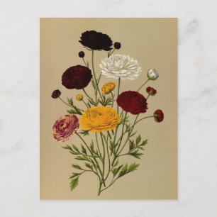 Ranunculus Asiaticus Doublé Persian Ranunculus Briefkaart
