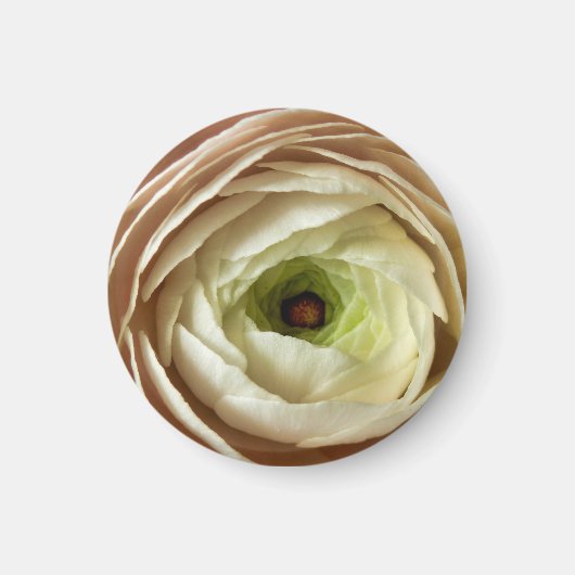 Ranunculus Bloemmagneet Magneet (Voorkant)
