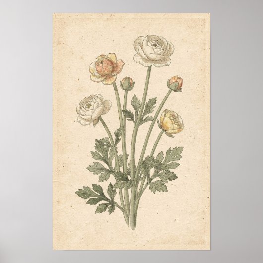 Ranunculus botanische print (Voorkant)