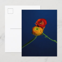 Ranunculus-Briefkaart Briefkaart