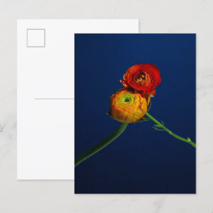 Ranunculus-Briefkaart Briefkaart