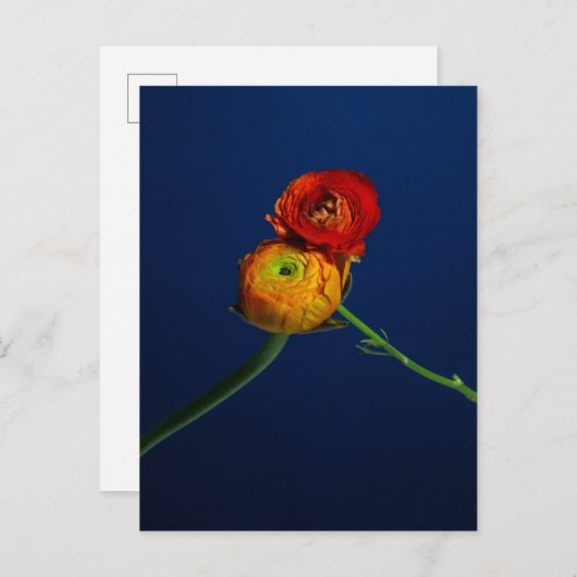 Ranunculus-Briefkaart Briefkaart (Voorkant / Achterkant)