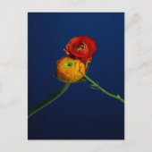 Ranunculus-Briefkaart Briefkaart (Voorkant)