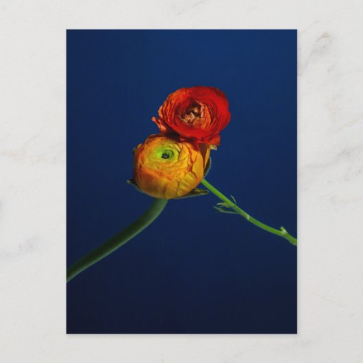 Ranunculus-Briefkaart Briefkaart (Voorkant)