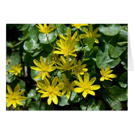 Ranunculus ficaria (Voorkant Horizontaal)