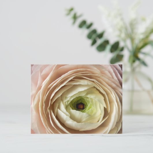 Ranunculus Flower Briefkaart (Staand voorkant)